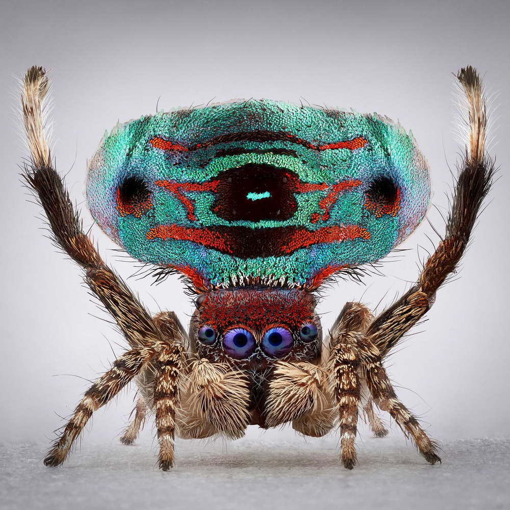 ARTIST TALK: Spiders of Paradise with Maria Fernanda Cardoso