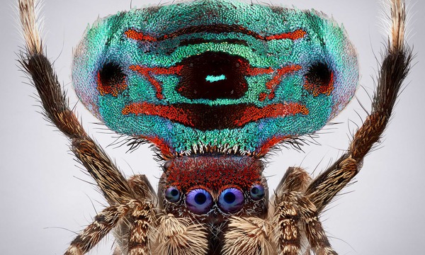 ARTIST TALK: Spiders of Paradise with Maria Fernanda Cardoso