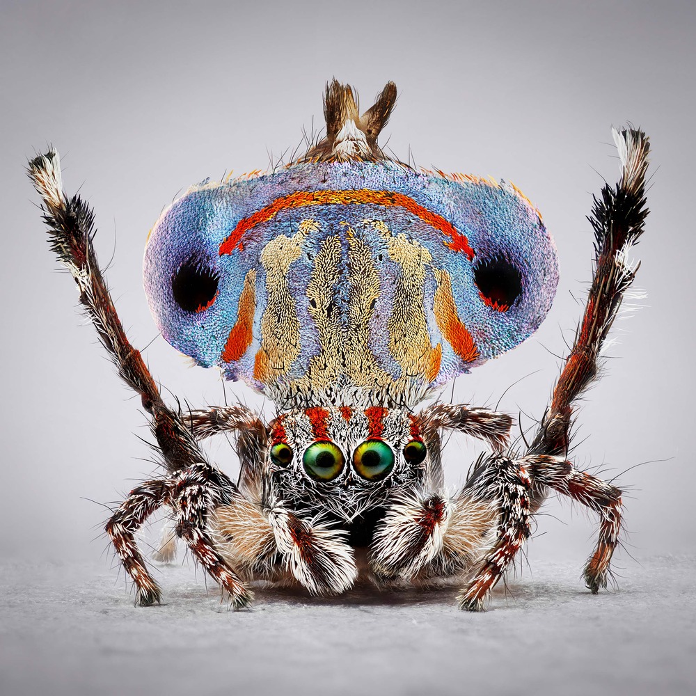 FILM + TALK: Finding the Maratus Spider with Stuart Harris