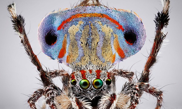 FILM + TALK: Finding the Maratus Spider with Stuart Harris