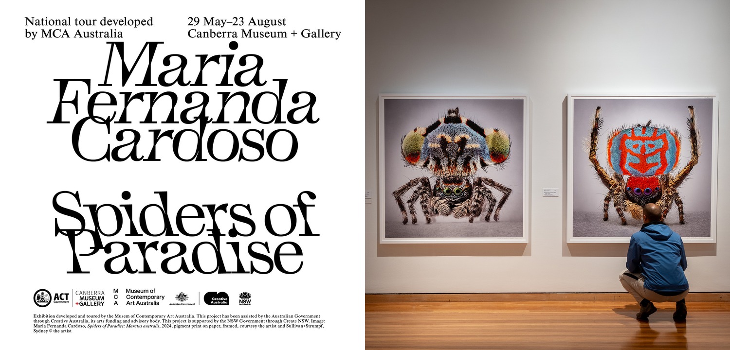 Spiders of Paradise
