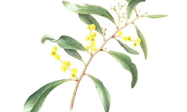 WORKSHOP: Wattle in Watercolour with Cheryl Hodges