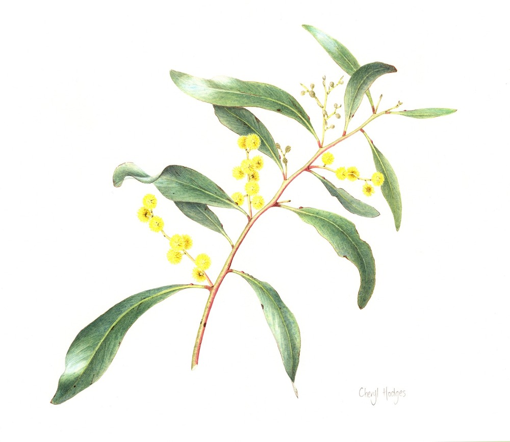 WORKSHOP: Wattle in Watercolour with Cheryl Hodges