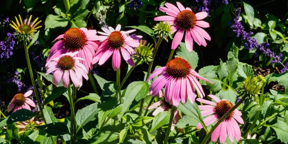 WORKSHOP: Botanical Tea Blending | Floriade at Lanyon 2026