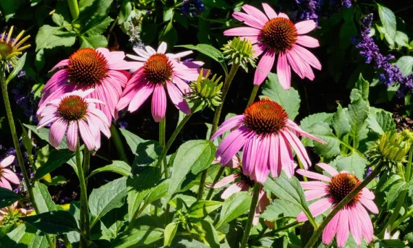 WORKSHOP: Botanical Tea Blending | Floriade at Lanyon 2026