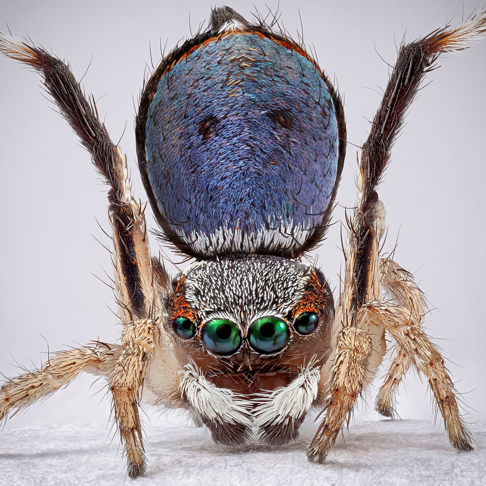 Maria Fernanda Cardoso: Spiders of Paradise